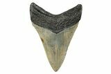 Fossil Megalodon Tooth - North Carolina #273930-1